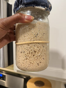 the sourdough starter has been revived after being fed rye flour and turkey red wheat flour. the starter has doubled in size and it is active and very bubbly.